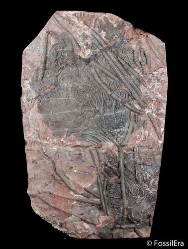 Multiple Moroccan Crinoid Plate #3017